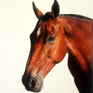 Shannon Art - Equine Portrait